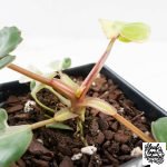 Philodendron 'Billietiae' albo variegated (wk30-UH) - Image 8