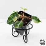 Philodendron 'Billietiae' albo variegated (wk30-UH)