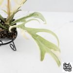 Philodendron Bipinnatifidum 'Tortum' Albo Variegated (wk28-G) - Image 9