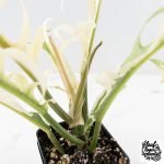 Philodendron Bipinnatifidum 'Tortum' Albo Variegated (wk28-G) - Image 10