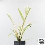 Philodendron Bipinnatifidum 'Tortum' Albo Variegated (wk28-G) - Image 11