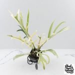 Philodendron Bipinnatifidum 'Tortum' Albo Variegated (wk28-G)