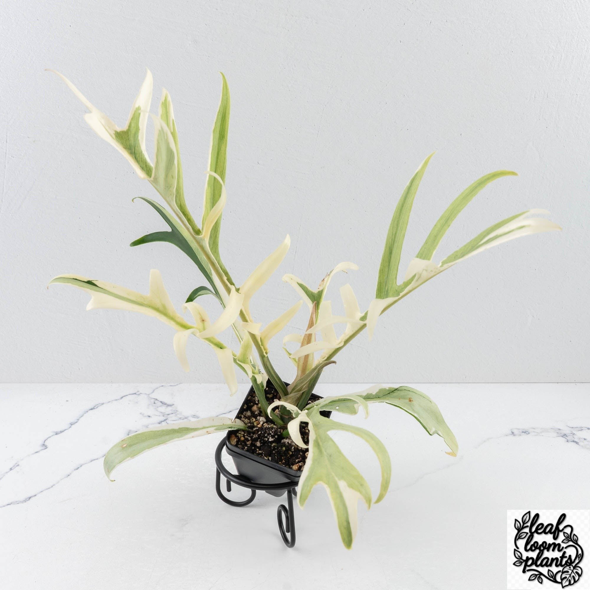 PhilodendronBipinnatifidumTortumalbo-28G-3-2.jpg Clean Philodendron Bipinnatifidum 'Tortum' Albo Variegated (wk28-G) - Image 1
