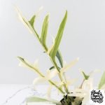 Philodendron Bipinnatifidum 'Tortum' Albo Variegated (wk28-G) - Image 3