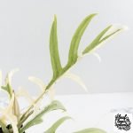 Philodendron Bipinnatifidum 'Tortum' Albo Variegated (wk28-G) - Image 4