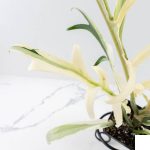 Philodendron Bipinnatifidum 'Tortum' Albo Variegated (wk28-G) - Image 5