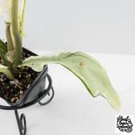 Philodendron Bipinnatifidum 'Tortum' Albo Variegated (wk28-G) - Image 6