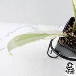 Philodendron Bipinnatifidum 'Tortum' Albo Variegated (wk28-G) - Image 7