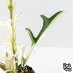 Philodendron Bipinnatifidum 'Tortum' Albo Variegated (wk28-G) - Image 8