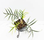 Philodendron Bipinnatifidum 'Tortum' Aurea Variegated (wk24-H)