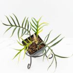 Philodendron Bipinnatifidum 'Tortum' Aurea Variegated (wk24-H)
