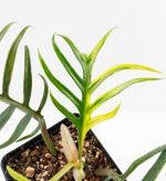 Philodendron Bipinnatifidum 'Tortum' Aurea Variegated (wk24-H) - Image 3