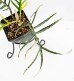 Philodendron Bipinnatifidum 'Tortum' Aurea Variegated (wk24-H) - Image 4