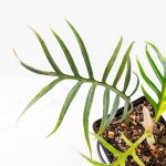 Philodendron Bipinnatifidum 'Tortum' Aurea Variegated (wk24-H) - Image 6