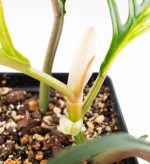 Philodendron Bipinnatifidum 'Tortum' Aurea Variegated (wk24-H) - Image 7