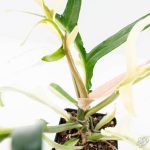 Philodendron Bipinnatifidum 'Tortum' Albo Variegated (wk24-F) - Image 12