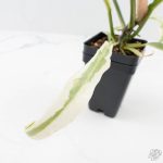Philodendron Bipinnatifidum 'Tortum' Albo Variegated (wk24-F) - Image 9