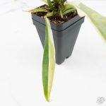 Philodendron Bipinnatifidum 'Tortum' Albo Variegated (wk24-F) - Image 10