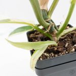 Philodendron Bipinnatifidum 'Tortum' Albo Variegated (wk24-F) - Image 11