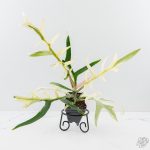 Philodendron Bipinnatifidum 'Tortum' Albo Variegated (wk24-F)