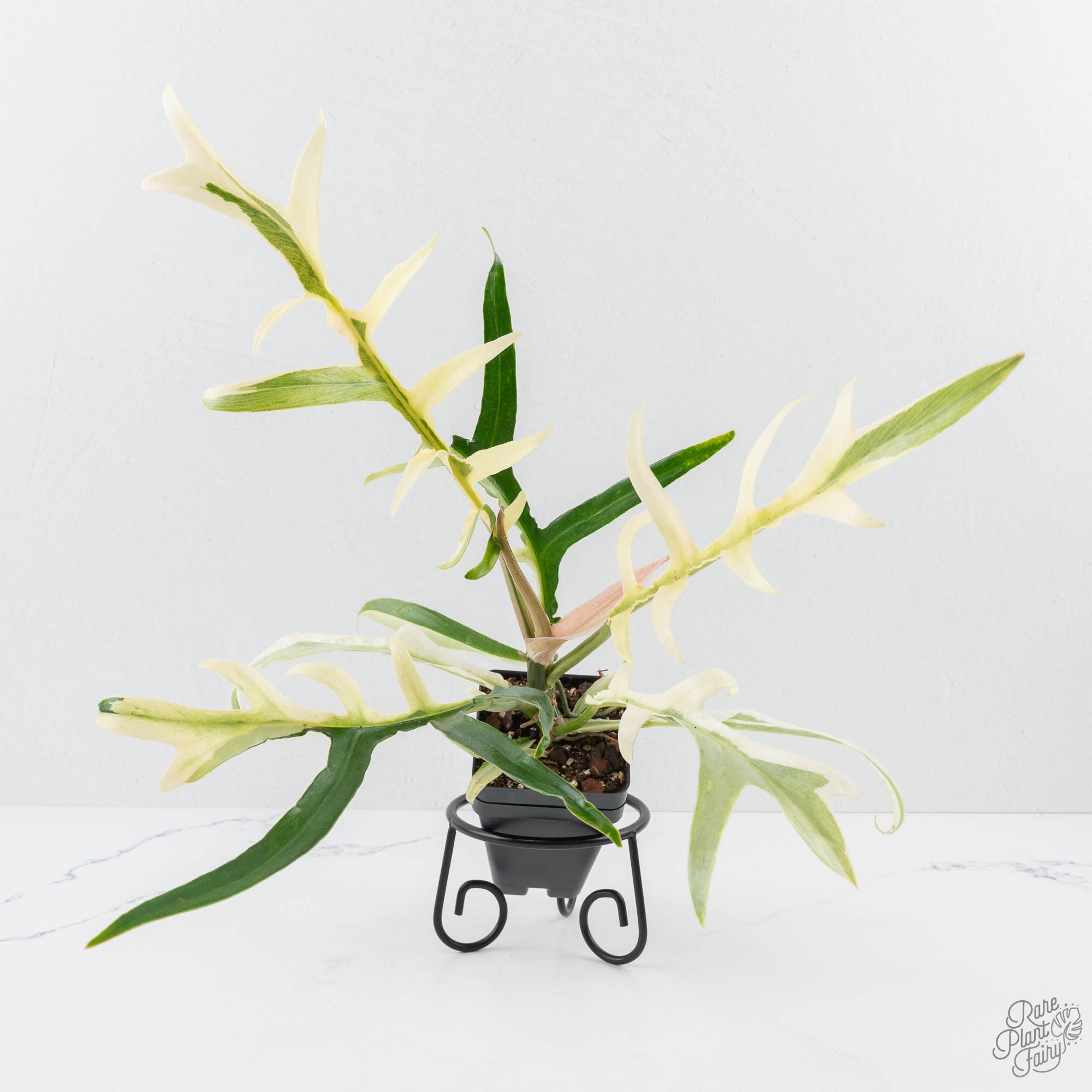 PhilodendronBipinnatifidumtortumalbovariegated-24F-3-2.jpg Philodendron Bipinnatifidum 'Tortum' Albo Variegated (wk24-F) - Image 1