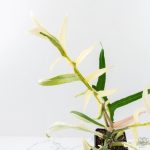 Philodendron Bipinnatifidum 'Tortum' Albo Variegated (wk24-F) - Image 3