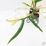Philodendron Bipinnatifidum 'Tortum' Albo Variegated (wk24-F) - Image 4