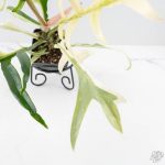 Philodendron Bipinnatifidum 'Tortum' Albo Variegated (wk24-F) - Image 5