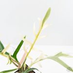 Philodendron Bipinnatifidum 'Tortum' Albo Variegated (wk24-F) - Image 6