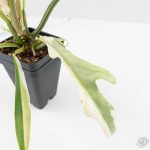 Philodendron Bipinnatifidum 'Tortum' Albo Variegated (wk24-F) - Image 7