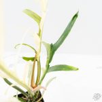 Philodendron Bipinnatifidum 'Tortum' Albo Variegated (wk24-F) - Image 8