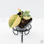 Philodendron Brandtianum Variegated (wk26-D)