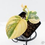 Philodendron Brandtianum Variegated (wk26-D) - Image 3