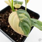 Philodendron Brandtianum Variegated (wk26-D) - Image 4