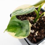 Philodendron Brandtianum Variegated (wk26-D) - Image 5