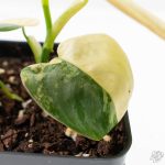 Philodendron Brandtianum Variegated (wk26-D) - Image 6