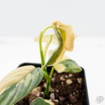 Philodendron Brandtianum Variegated (wk26-D) - Image 7