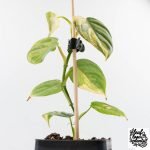 Philodendron Brandtianum Variegated (wk29-B) - Image 9
