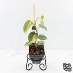 Philodendron Brandtianum Variegated (wk29-B)