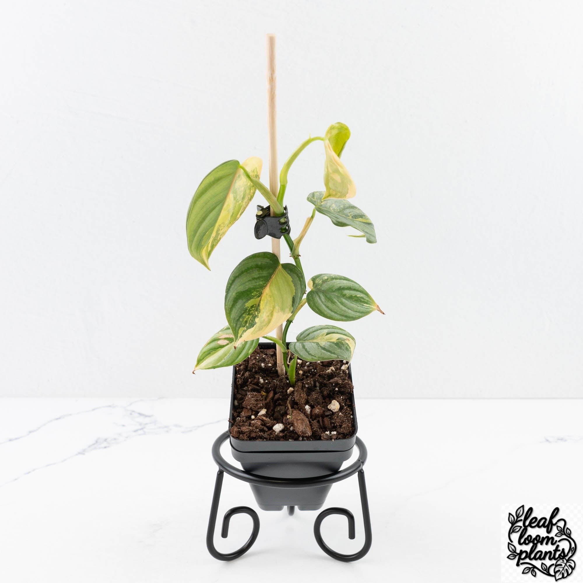 PhilodendronBrandtianum-29B-3-2.jpg Clean Philodendron Brandtianum Variegated (wk29-B) - Image 1