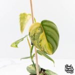 Philodendron Brandtianum Variegated (wk29-B) - Image 3