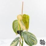 Philodendron Brandtianum Variegated (wk29-B) - Image 4