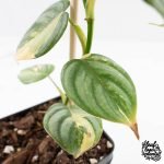 Philodendron Brandtianum Variegated (wk29-B) - Image 5