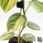 Philodendron Brandtianum Variegated (wk29-B) - Image 6
