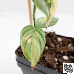 Philodendron Brandtianum Variegated (wk29-B) - Image 7