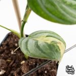 Philodendron Brandtianum Variegated (wk29-B) - Image 8