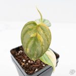 Philodendron Brandtianum Variegated (wk25-D) - Image 3
