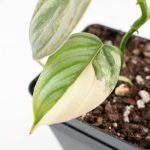 Philodendron Brandtianum Variegated (wk25-D) - Image 4