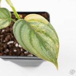 Philodendron Brandtianum Variegated (wk25-D) - Image 5