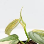 Philodendron Brandtianum Variegated (wk25-D) - Image 6